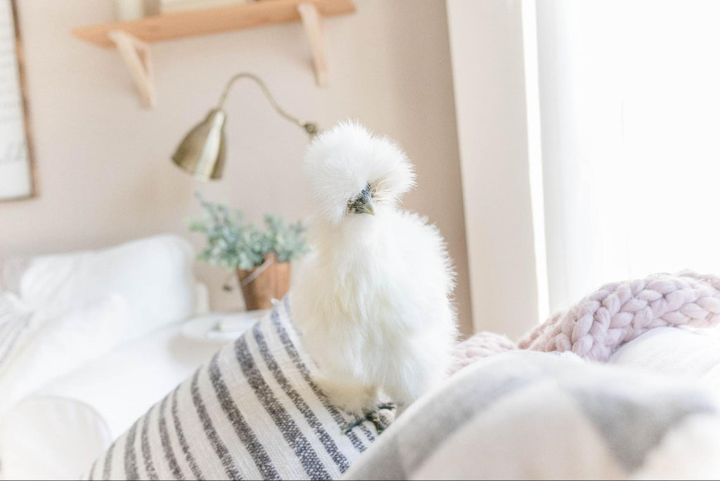A happy, beautiful pet Silkie with a stunning personality