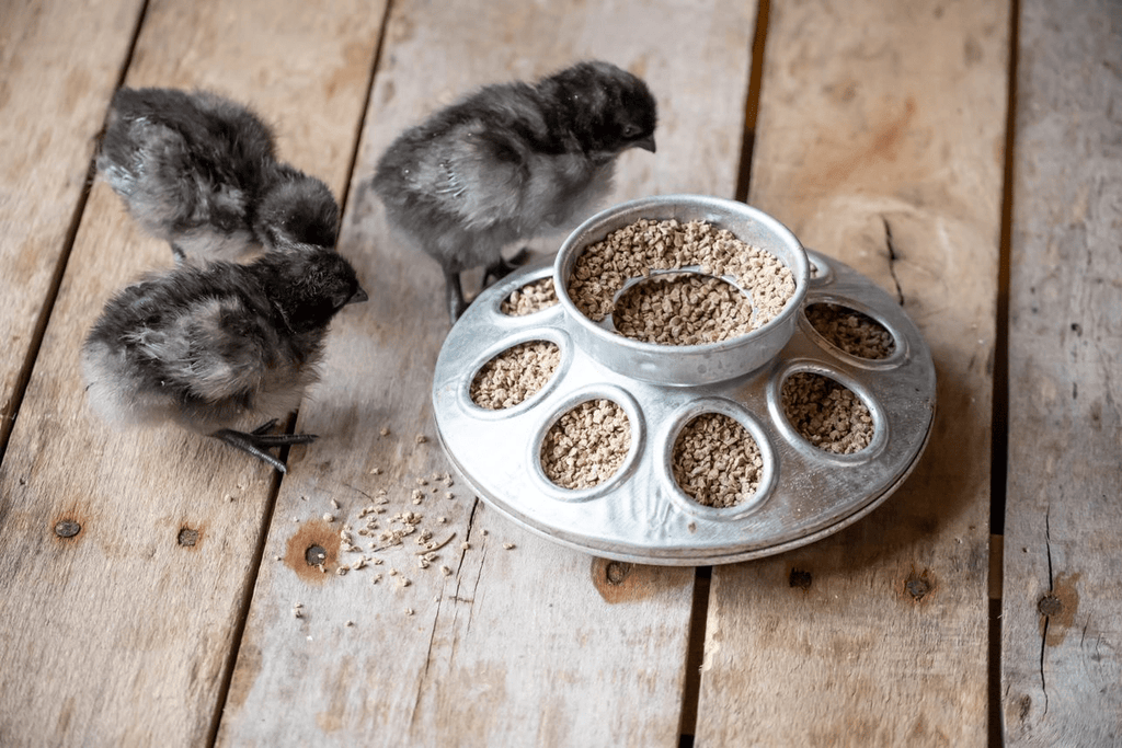 Three black chicks enjoying their starter feed