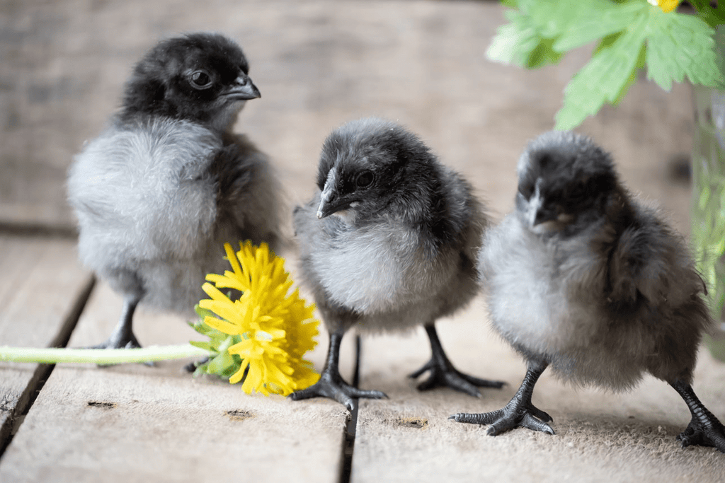 Happy, healthy chicks with a dandelion