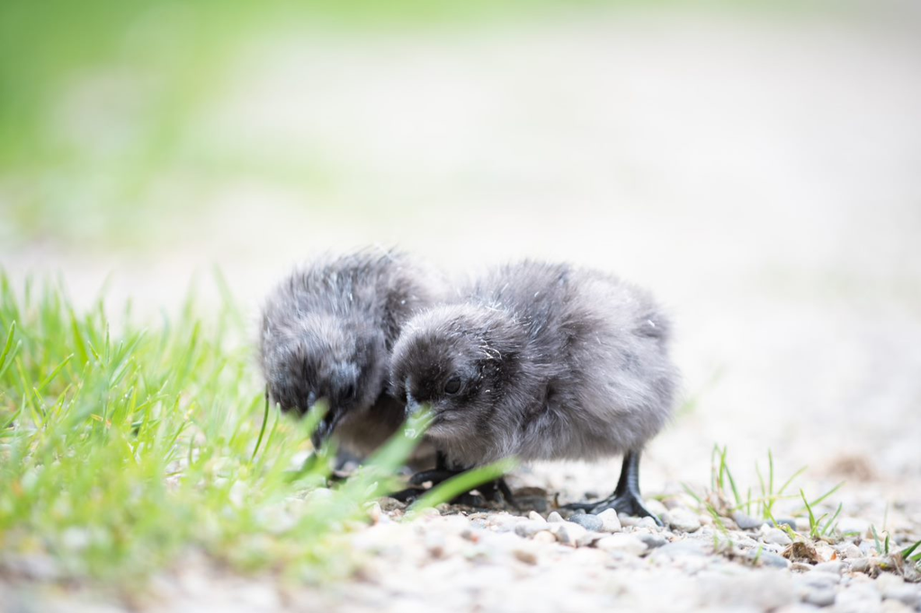 Two chicks pecking at the ground, becoming exposed to coccidia