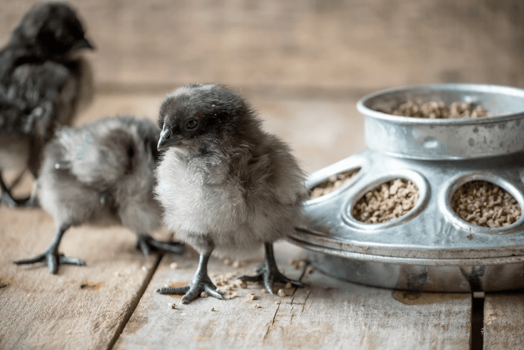 Chicks by their feeder which is full of non-medicated starter feed