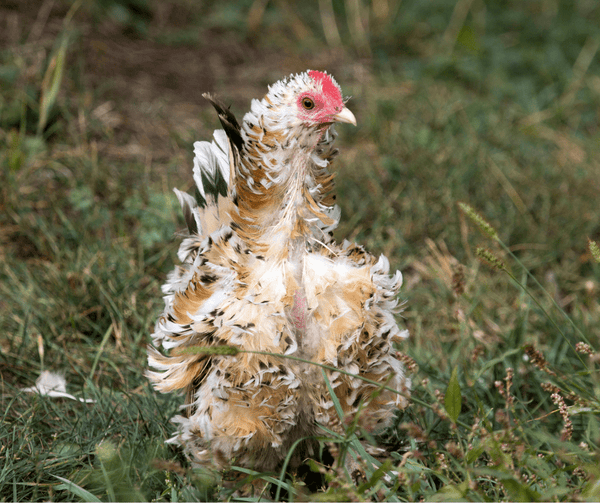 A molting chicken