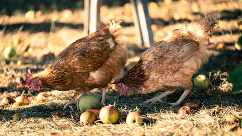 Chickens foraging in apples