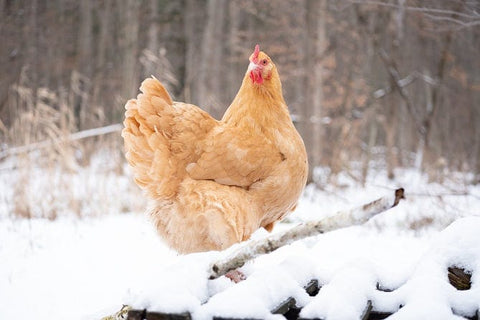 Orpington Chicken