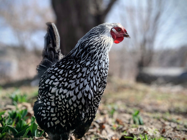 A silver laced wyandotte hen