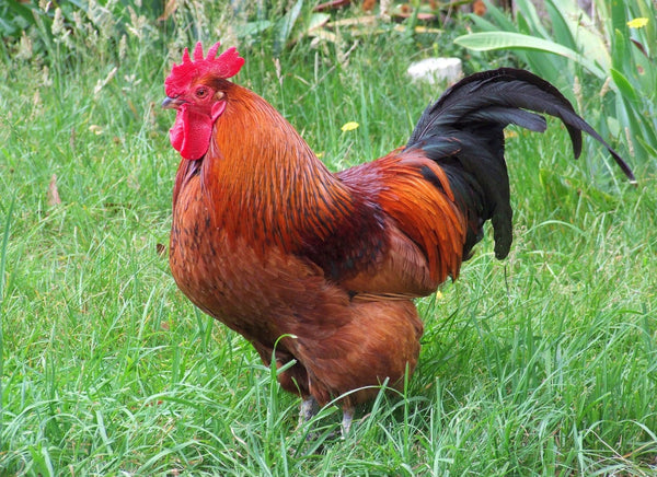 A Rhode Island Red Rooster