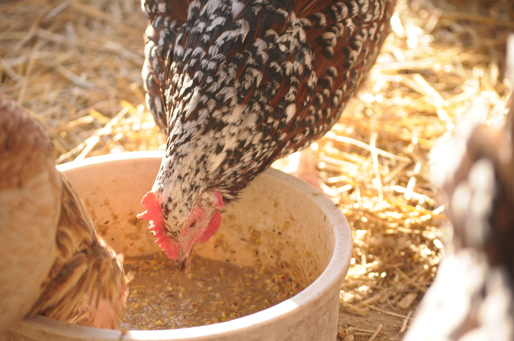 chickens eating from bowl
