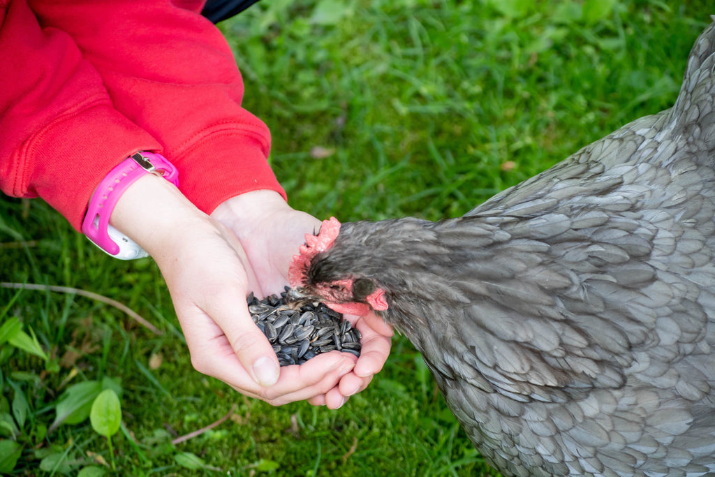 chicken eating sunflower seeds
