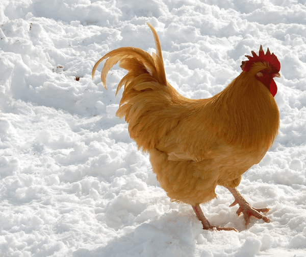 A happy winter rooster