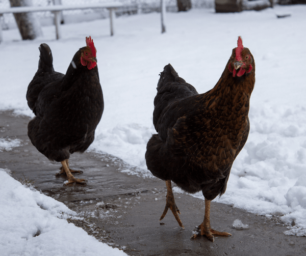Two chickens in winter