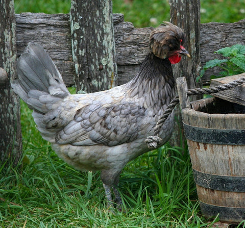 A Polish crested chicken that is more prone to wry neck