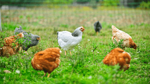 A happy flock of chickens free ranging