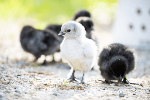 Chicks without wry neck