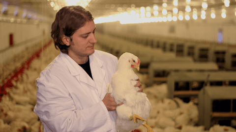 A vet treating a chicken for wry neck