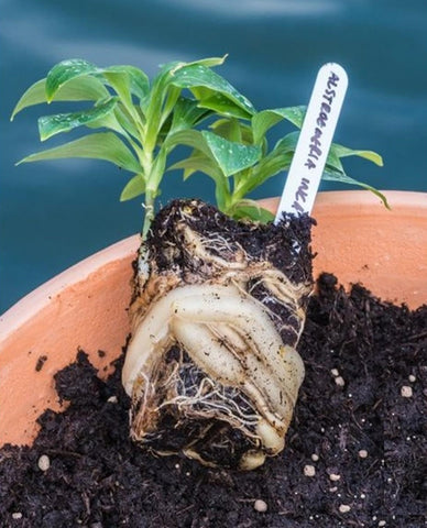 Importance Of Healthy Roots For Plants Easy To Grow Bulbs