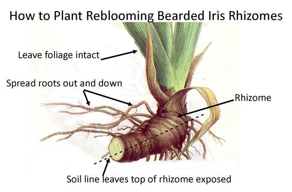 Simple Steps To Blooming Rainbows How To Plant Grow Reblooming Bea Easy To Grow Bulbs