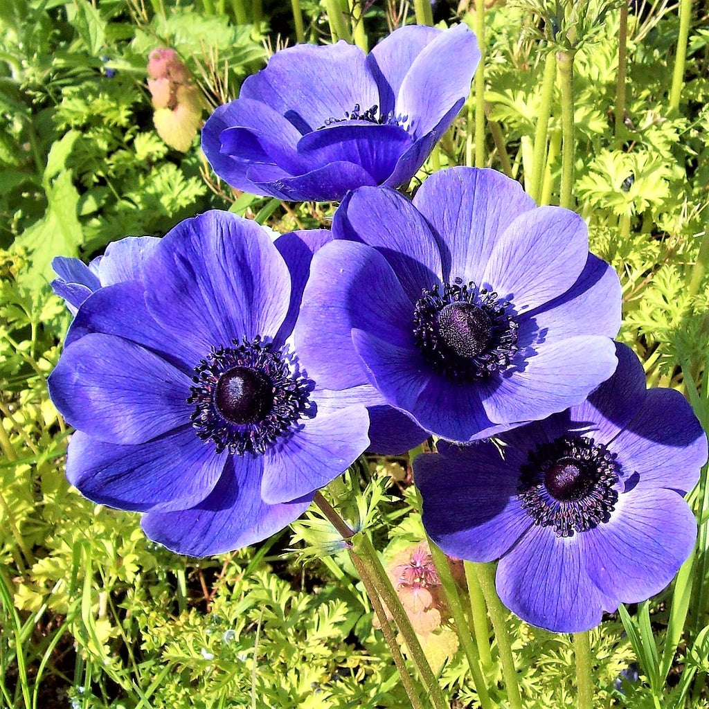 Clear Violet Blue Anemone Bulbs For Sale Online Blue Poppy Easy To Grow Bulbs