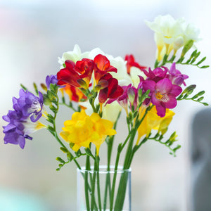 How To Plant Freesia Bulbs Freesia Care Guide Easy To Grow Bulbs
