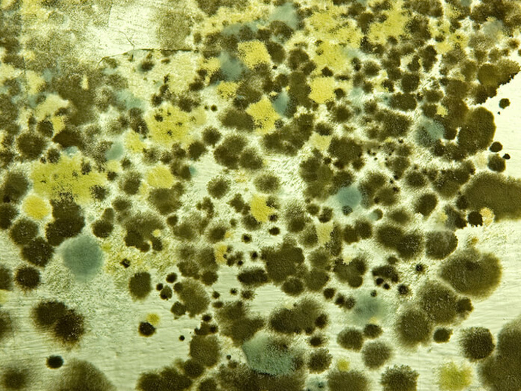 How To Treat Mould Bondi Wash