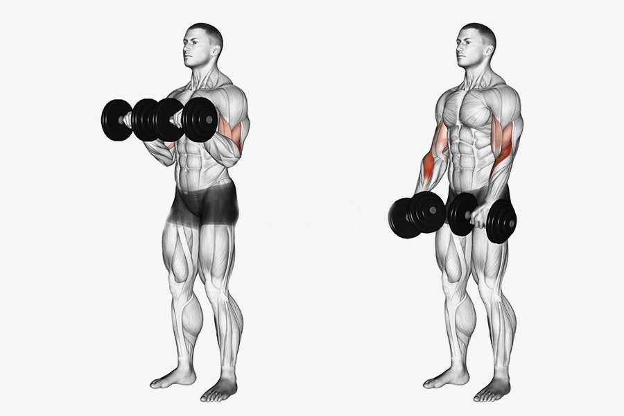 Reverse Bicep Curls Reverse Arm Curl Reverse Curl Dmoose