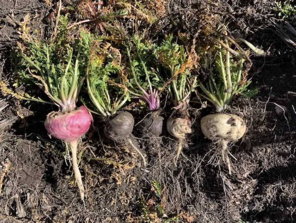 Maca Root Benefits Your Super
