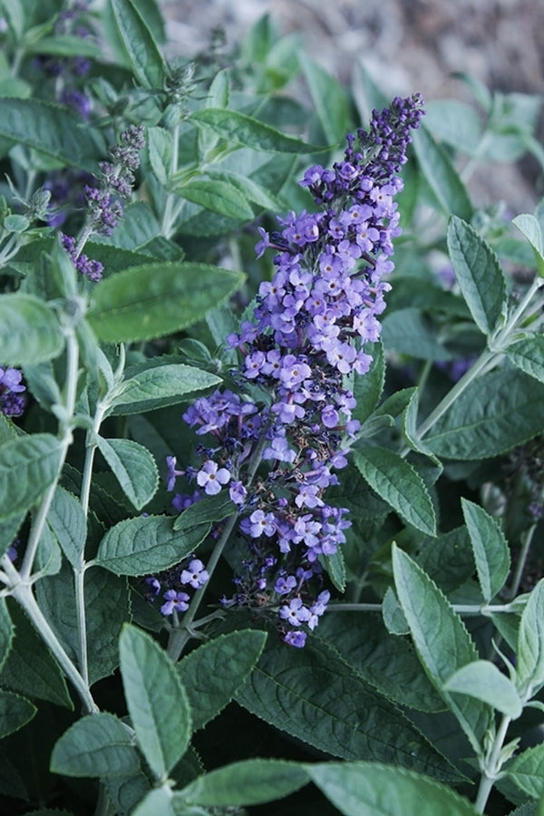 The Butterfly Bush Buddleia Davidii