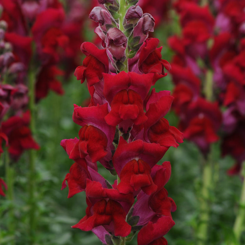 Snapdragon Potomac Red F1 Seed Harris Seeds