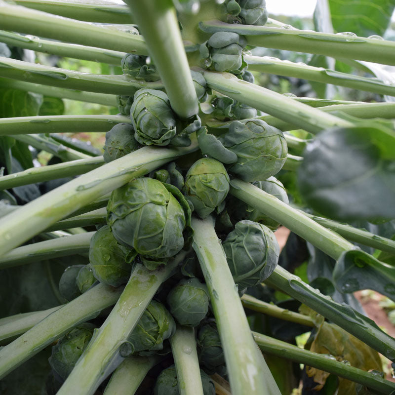 Brussels Sprouts Jade Cross F1 Seed Harris Seeds