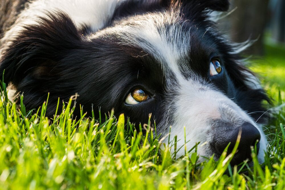 La Razza Del Cane Border Collie 10 Cose Che Devi Sapere Su Di Loro The Indian Face