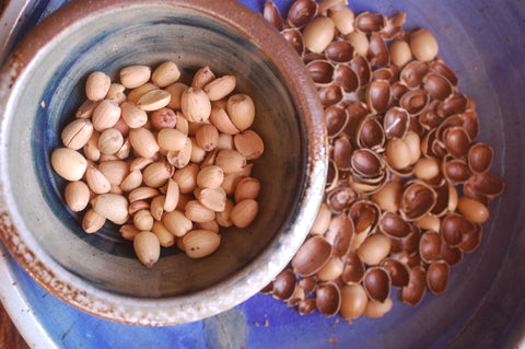 How To Process Acorns For Food Desert Tortoise Botanicals