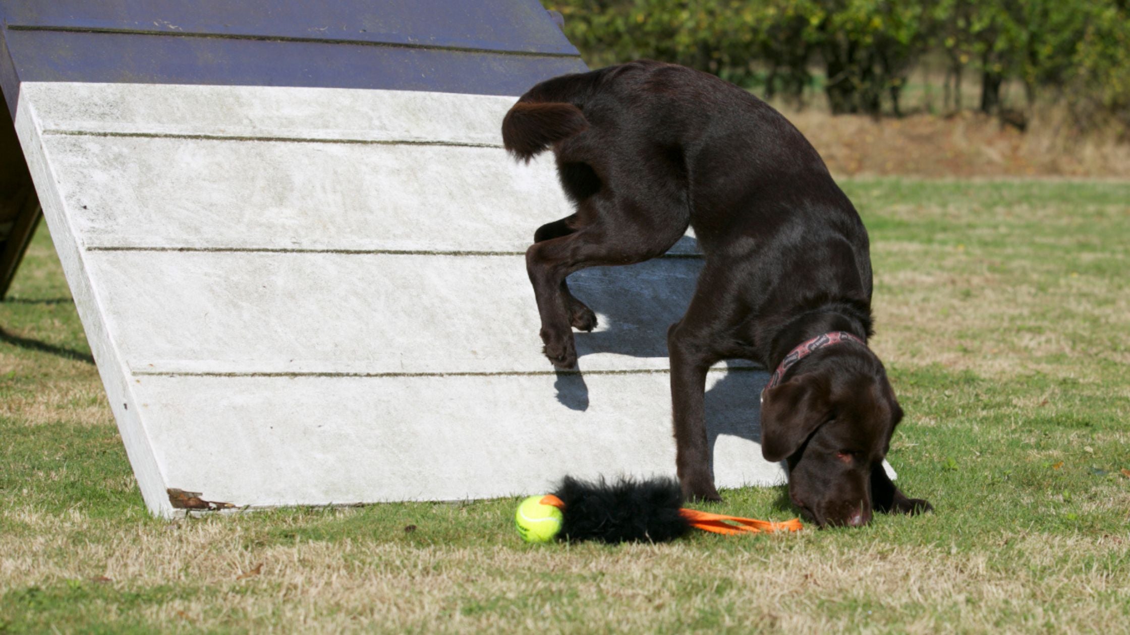 De Beginnersgids Voor Behendigheid Voor Honden Tug E Nuff