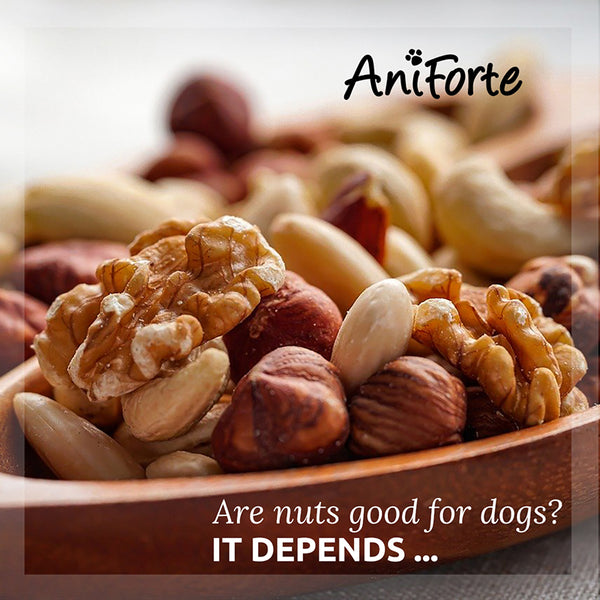 Are Dogs Allowed To Eat Nuts