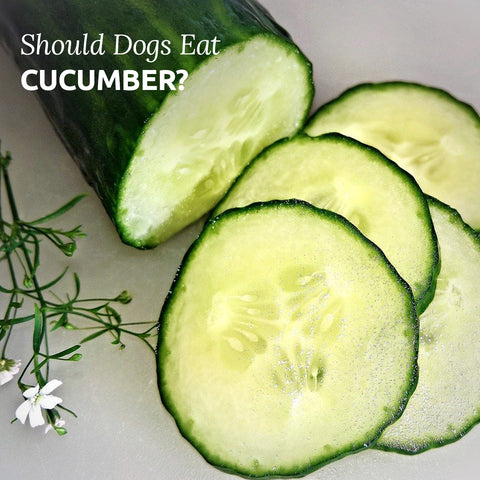 Can Dogs Eat Cucumber