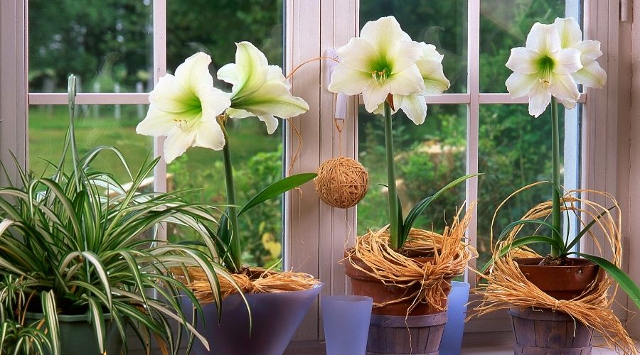 Which Christmas Plants Are Safe For Cats Supakit