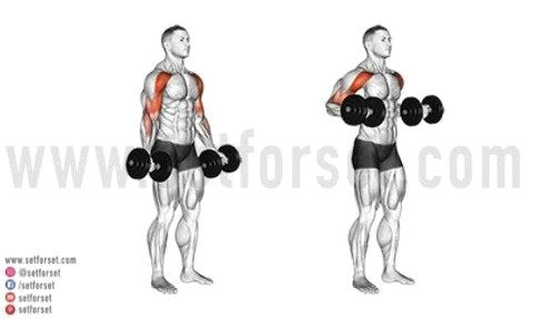 The 12 Best Dumbbell Arm Exercises To Build Muscle Set For Set