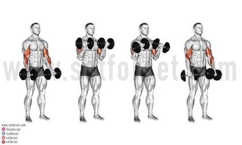 12 Best Dumbbell Biceps Exercises Set For Set