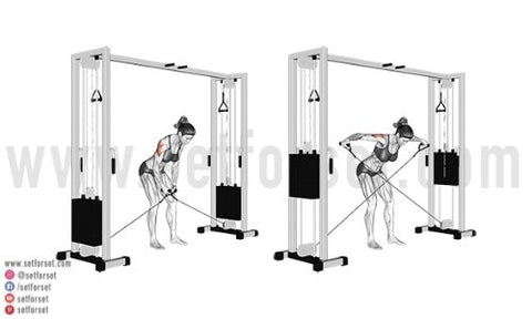Cable Rear Delt Fly How To Muscles Worked Variations Set For Set
