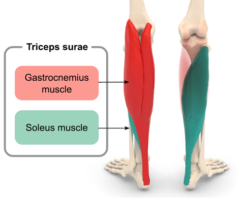 The 7 Best Soleus Exercises Stretches Your Calves Need Set For Set