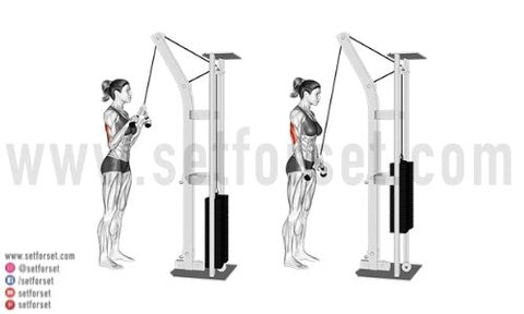 Triceps Pushdown Guide Correct Form Tips Variations Set For Set