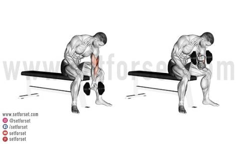12 Best Dumbbell Biceps Exercises Set For Set