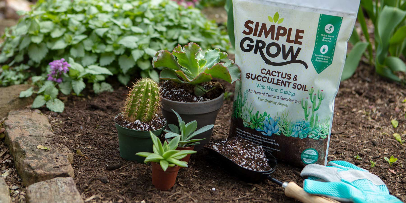 Succulent Soil Buy The Best Mix For Growing Your Succulents Simple Grow