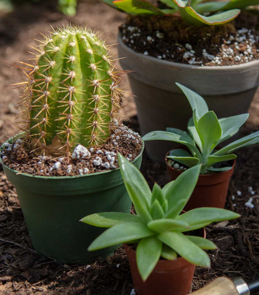 Succulent Soil Buy The Best Mix For Growing Your Succulents Simple Grow