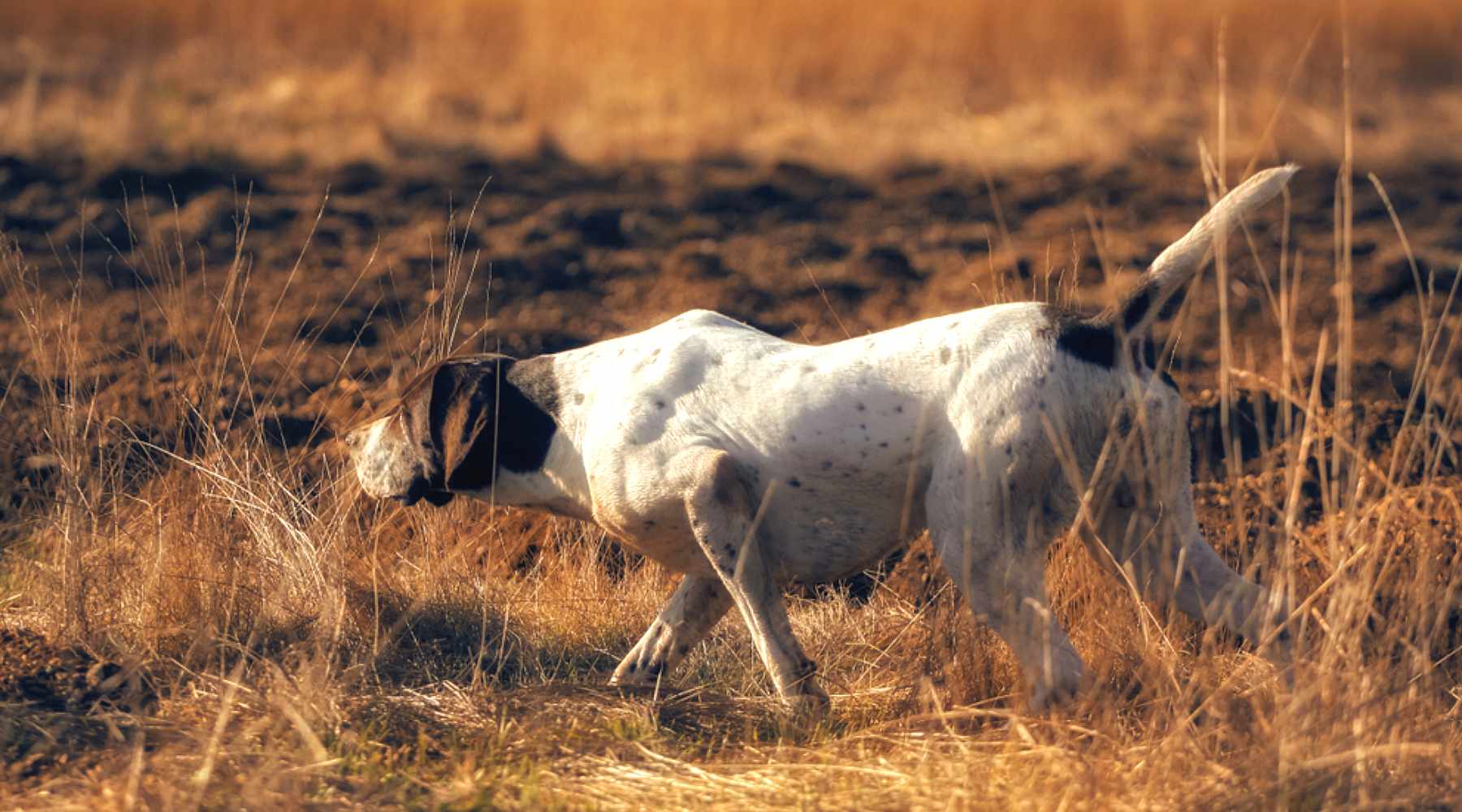 Chien De Chasse Race Et Type De Chasse