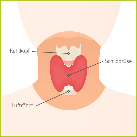 Schilddruse Anatomie Funktion Und Krankheiten Cerascreen