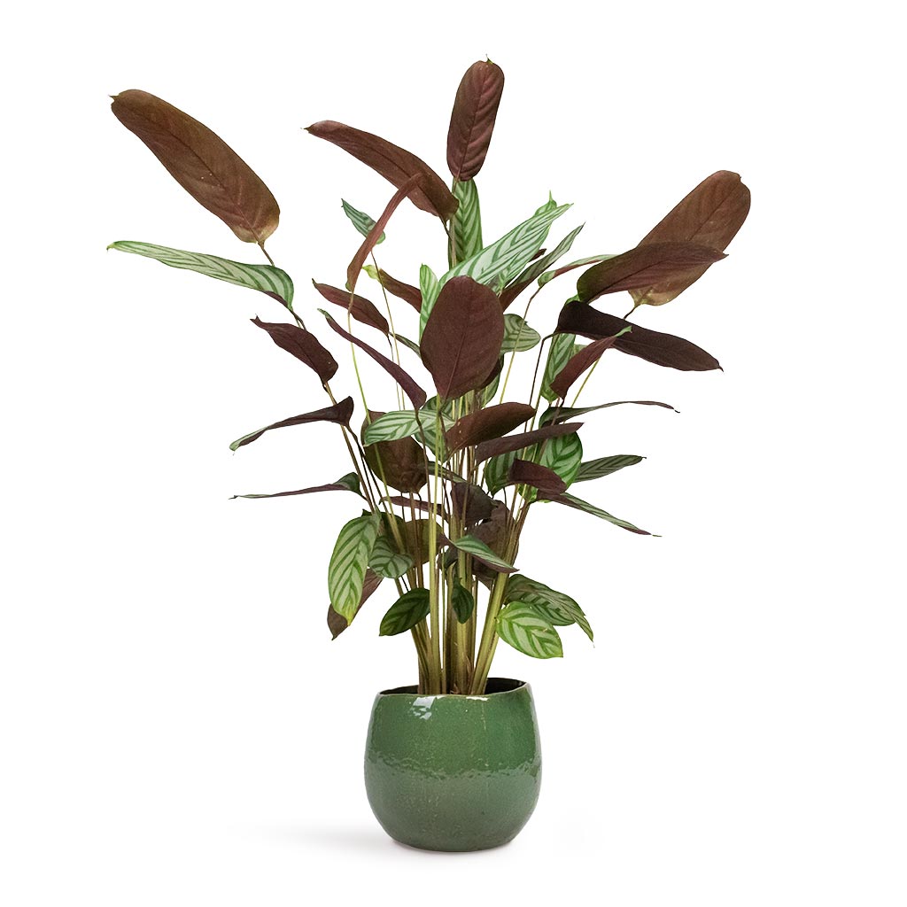 Ctenanthe Compact Star Never Never Plant Hortology Co Uk