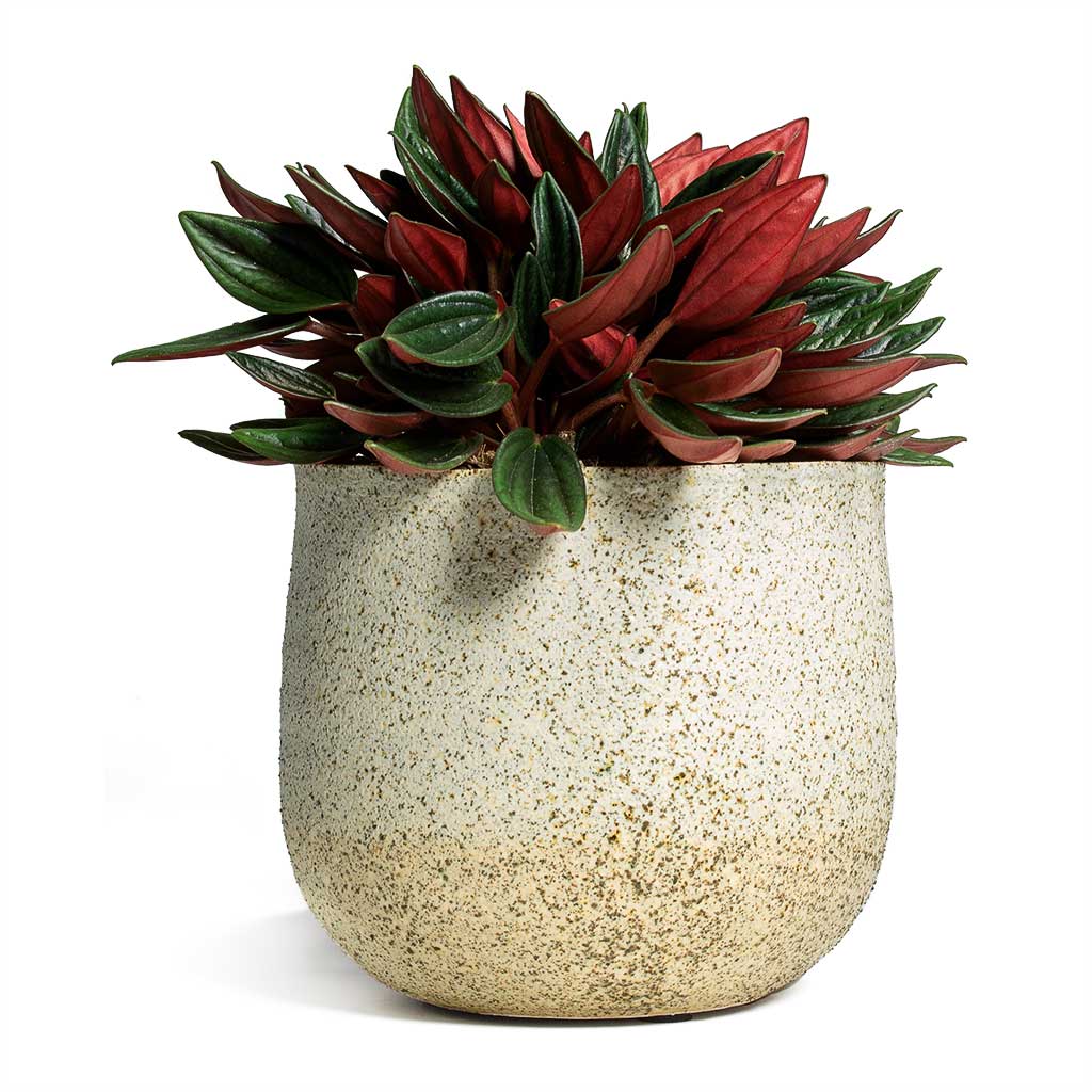Iris Plant Pot Sand Quality Plant Pots Hortology
