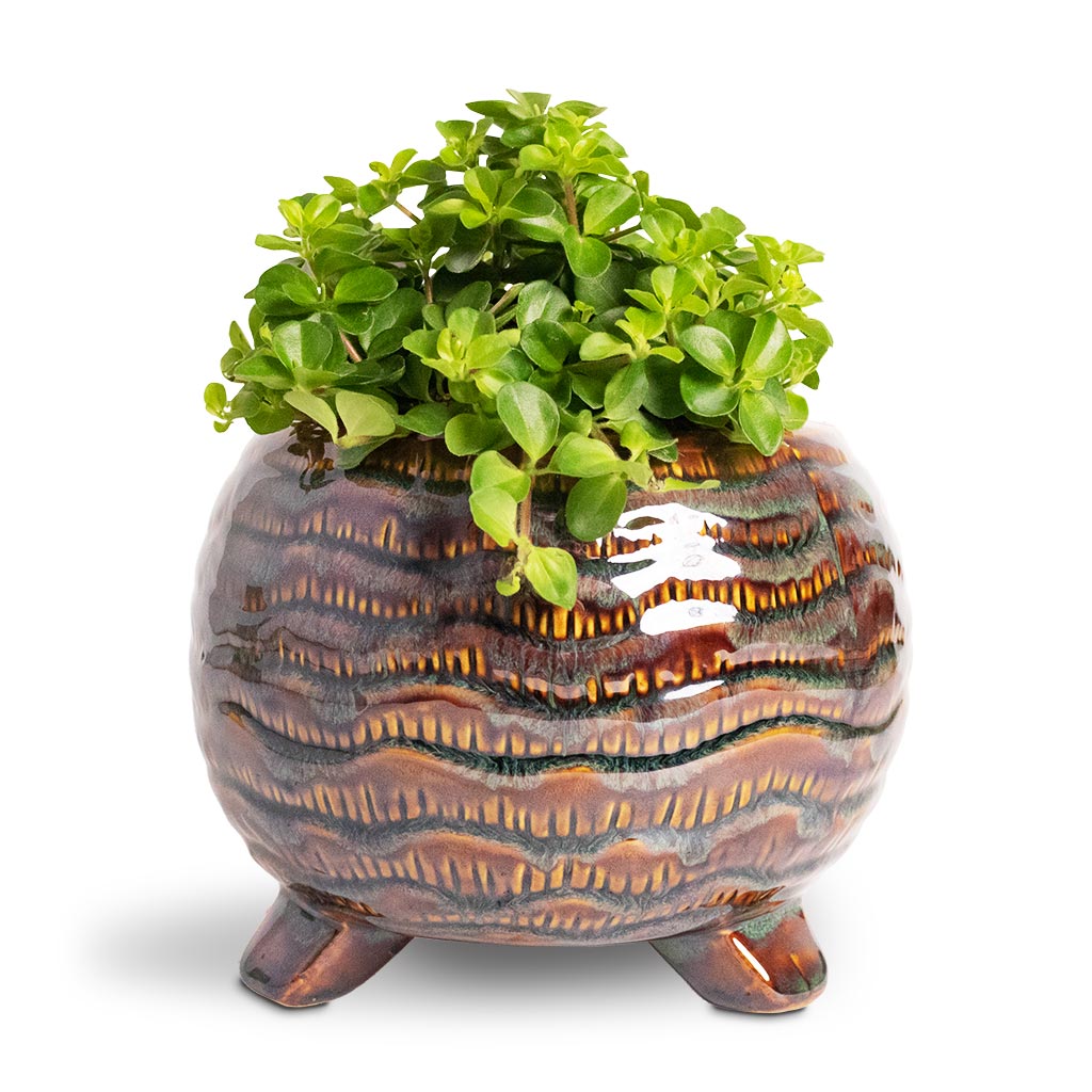 Dewi Plant Pot Marrakesh Quality Plant Pots Hortology