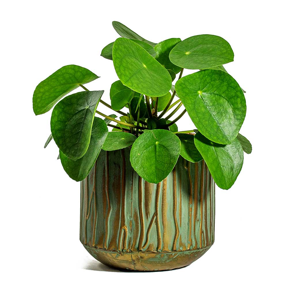 Caro Metal Plant Pots Set Of 6 Copper Green Hortology