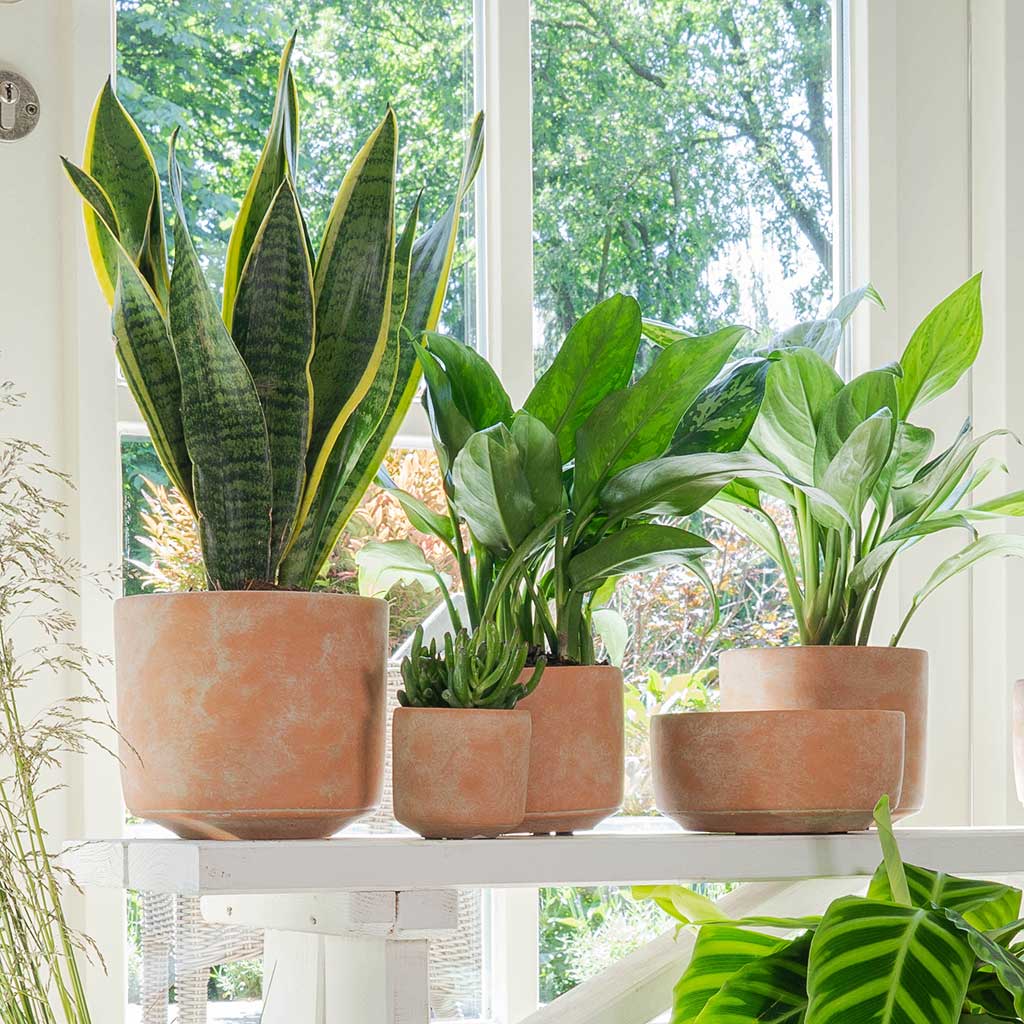 Brown Terracotta Indoor Plant Pots Quality Plant Pots Hortology