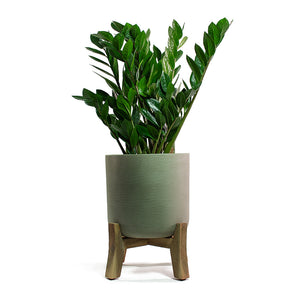 Zamioculcas Zamiifolia Zz Plant Purify Your Air Hortology